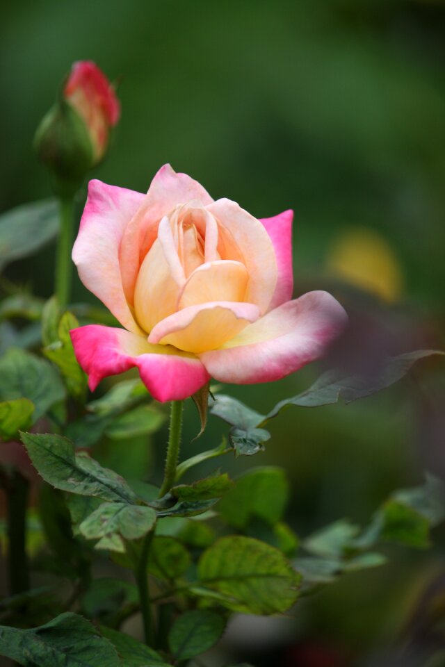 Leaf garden rose