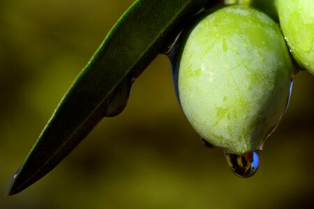 Oil food mediterranean photo