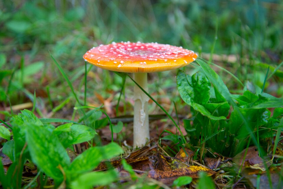 Forest autumn nature
