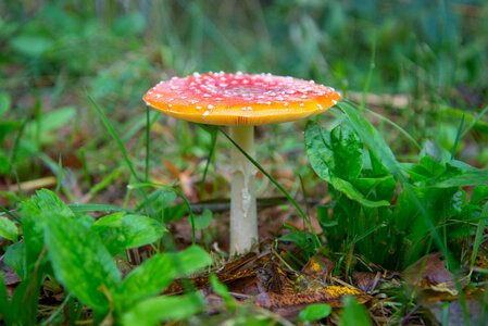 Forest autumn nature photo