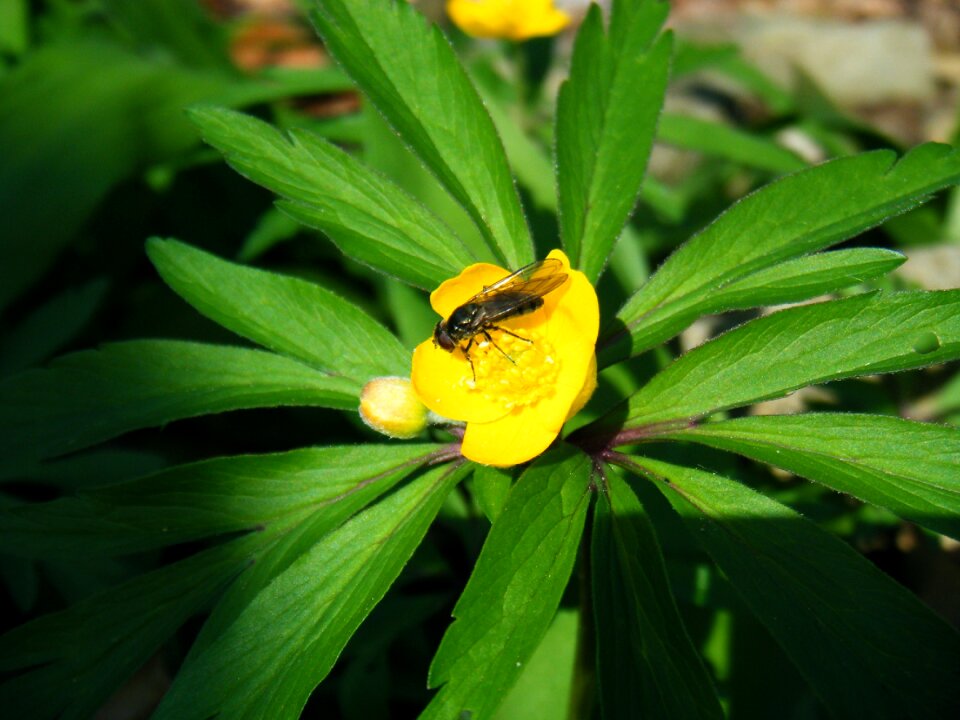 Hymenoptera green yellow