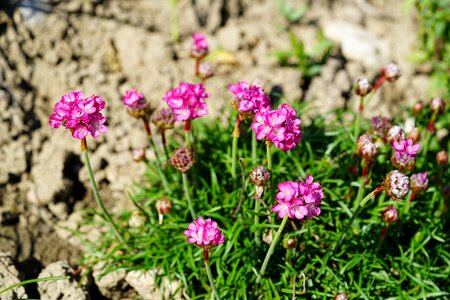 Blossom bloom armeria maritima photo