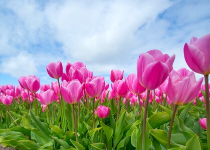Field spring flower