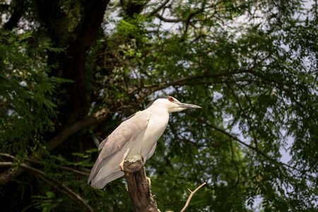 Brasil animal tropical photo