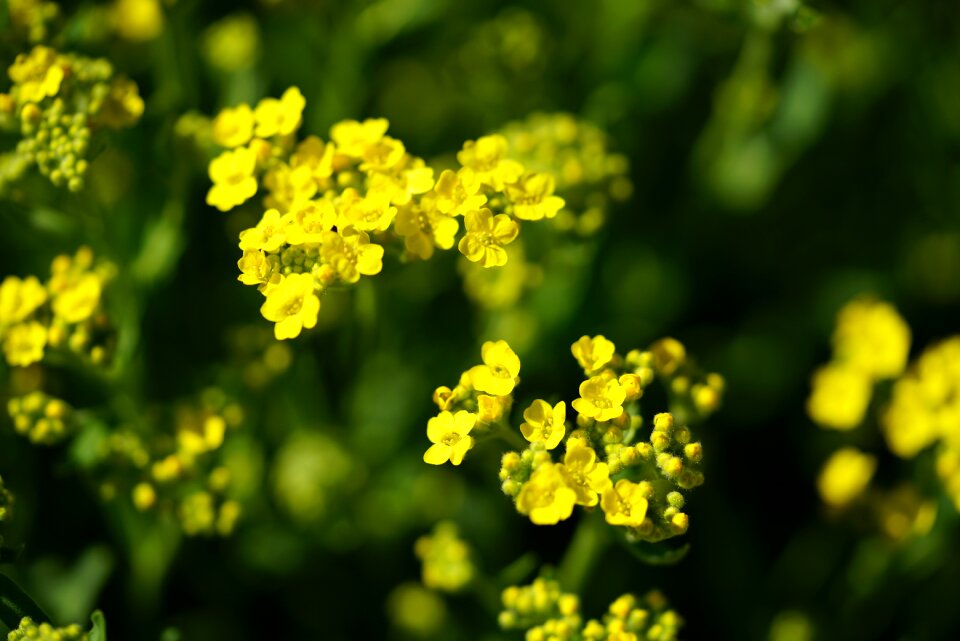 Mountain gold flowers golden yellow
