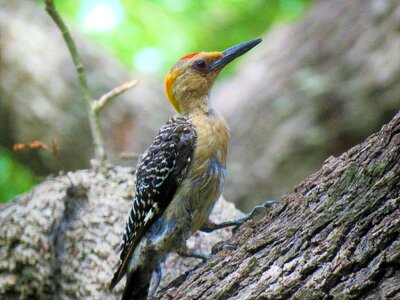Woodpecker wildlife colorful