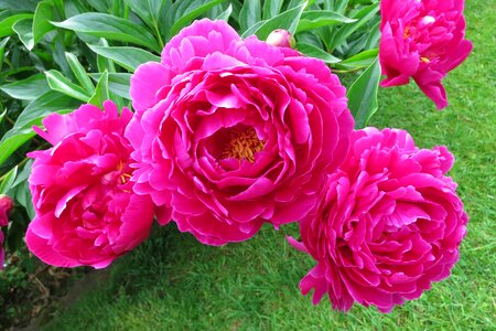 Red magenta garden