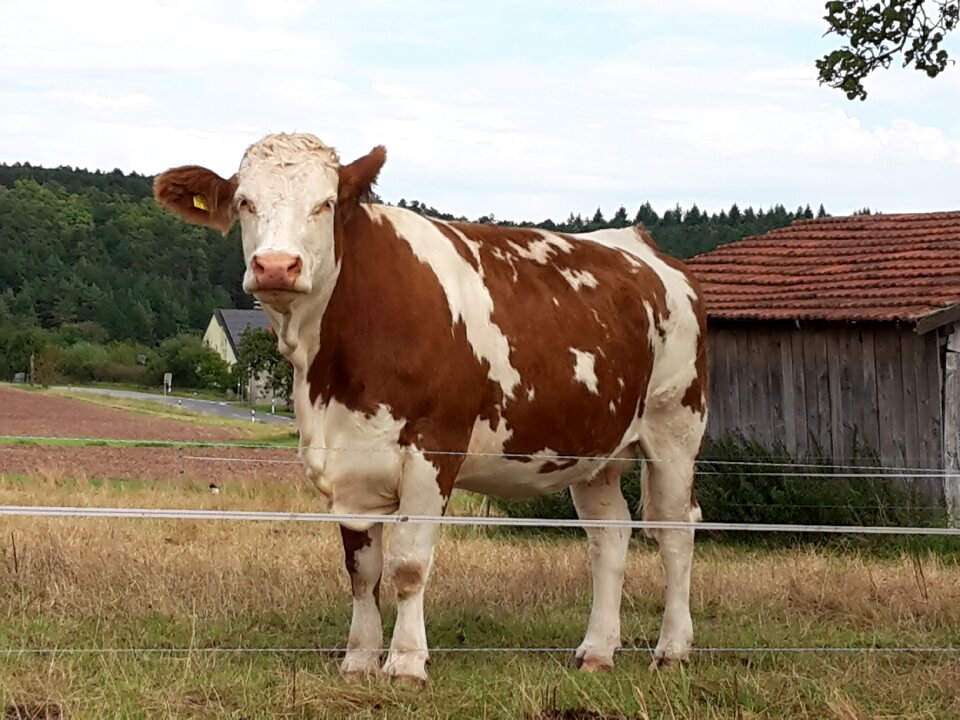 Summer fence friendly