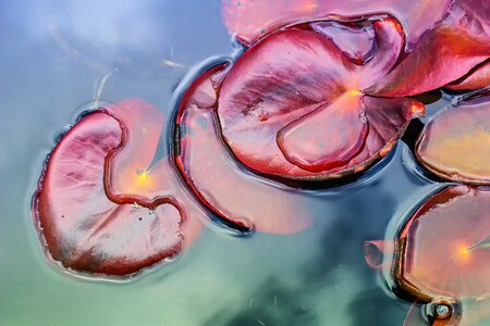 Lily pad colorful water photo