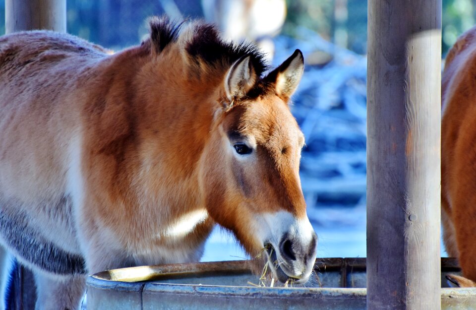 Donkey animal nature
