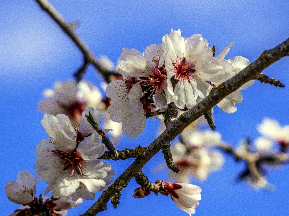 Tree nature plant