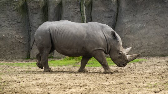 Africa animal world horn
