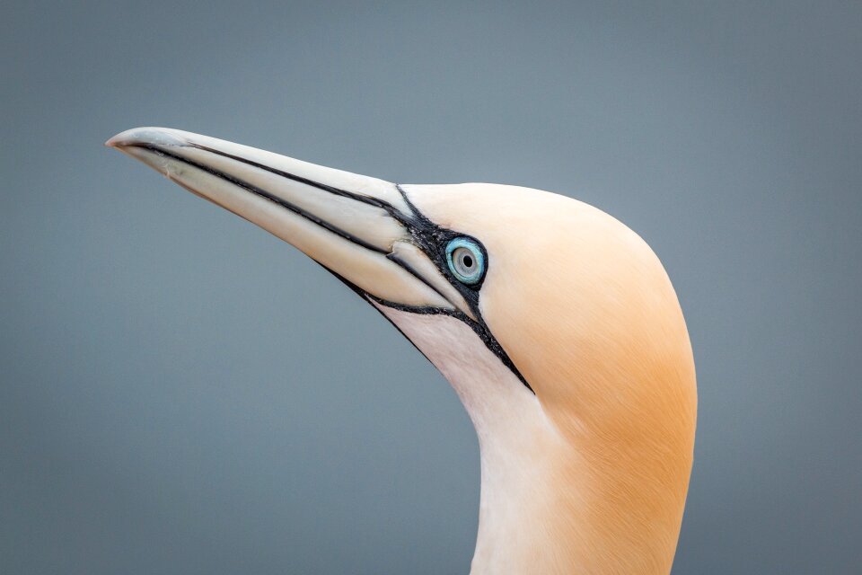 Pelecaniformes bird nature
