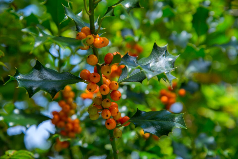 Christmas green decoration
