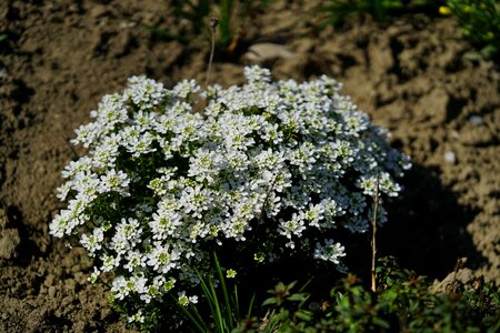 White lobularia maritima beach cress