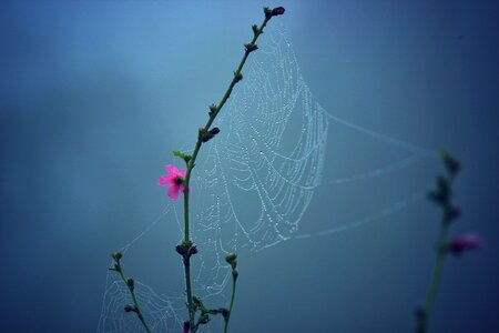 Stalks stems spider