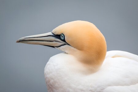 Pelecaniformes bird nature