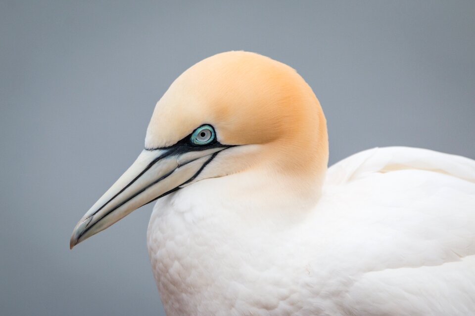 Pelecaniformes bird nature