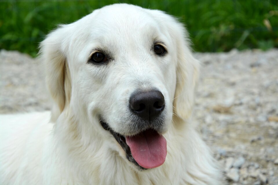 Portrait brown eyes truffle black