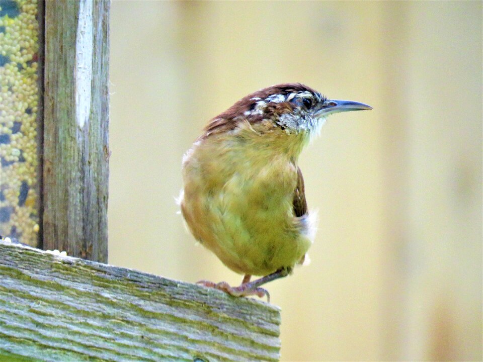 Up close wildlife brown