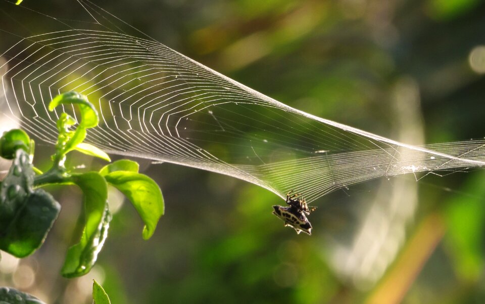 Spider weaving web armenia