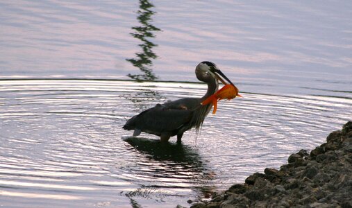 Heron wildlife nature