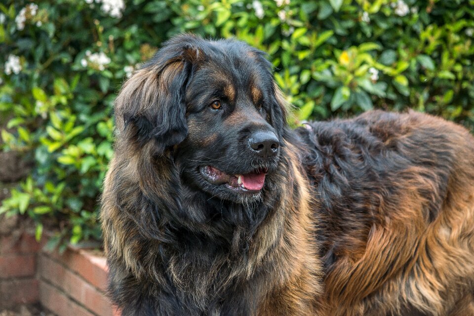 Pedigree purebred animal