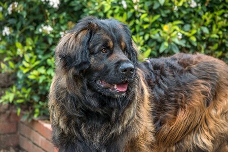 Pedigree purebred animal