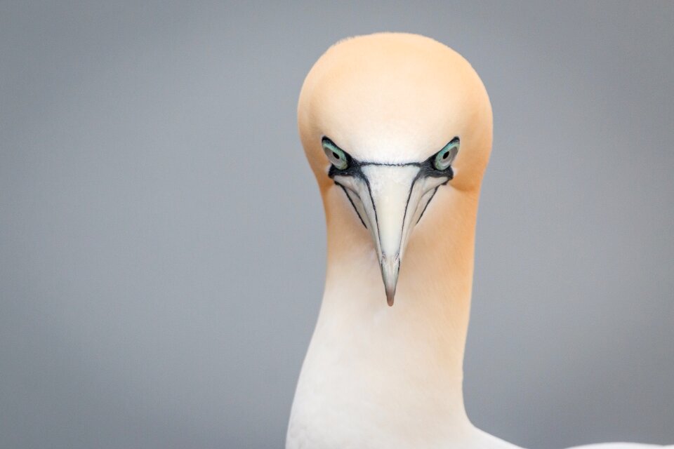 Pelecaniformes bird nature
