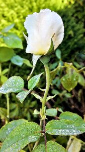 White tender knospig