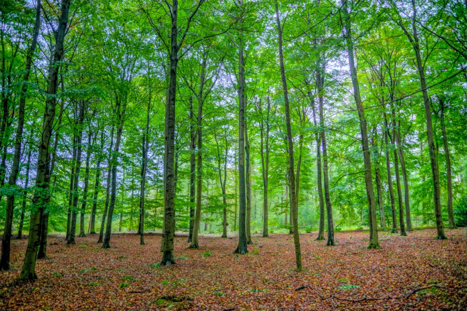Trees wood nature