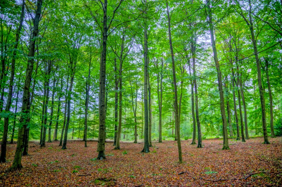 Trees wood nature photo