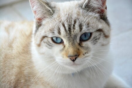 Blue eyes cat eyes female