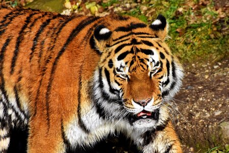 Wildcat tiger head dangerous photo