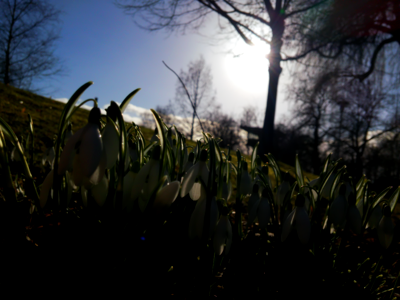 Nature flowers signs of spring photo