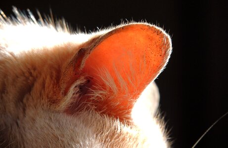 Ear feline ear cat