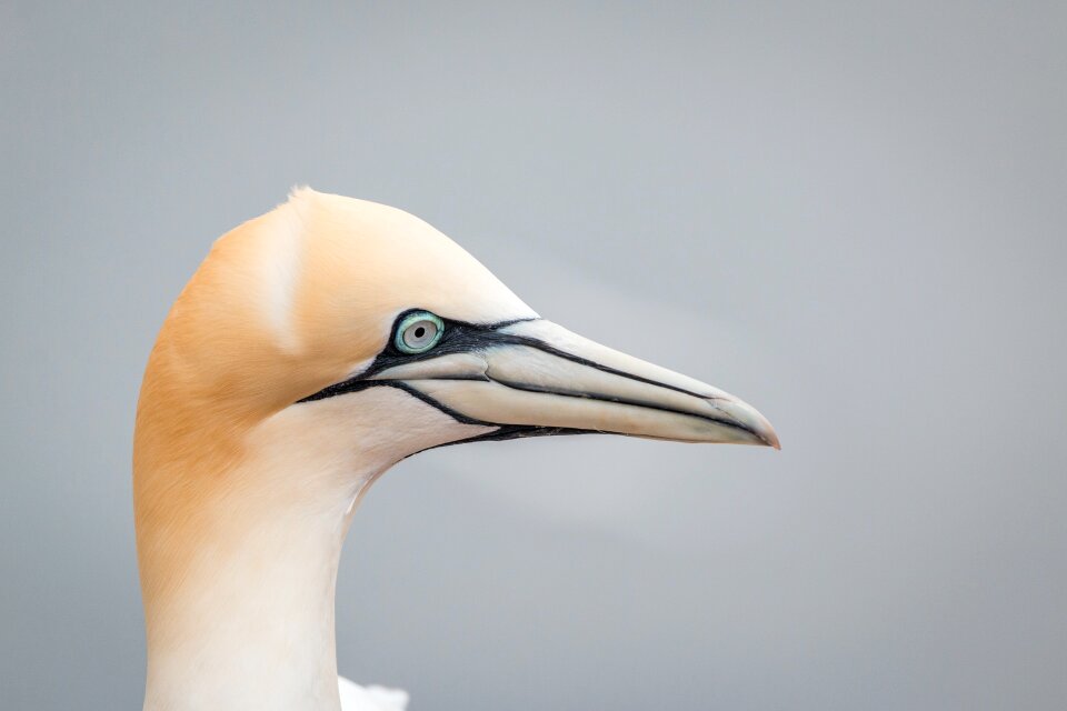 Pelecaniformes bird nature