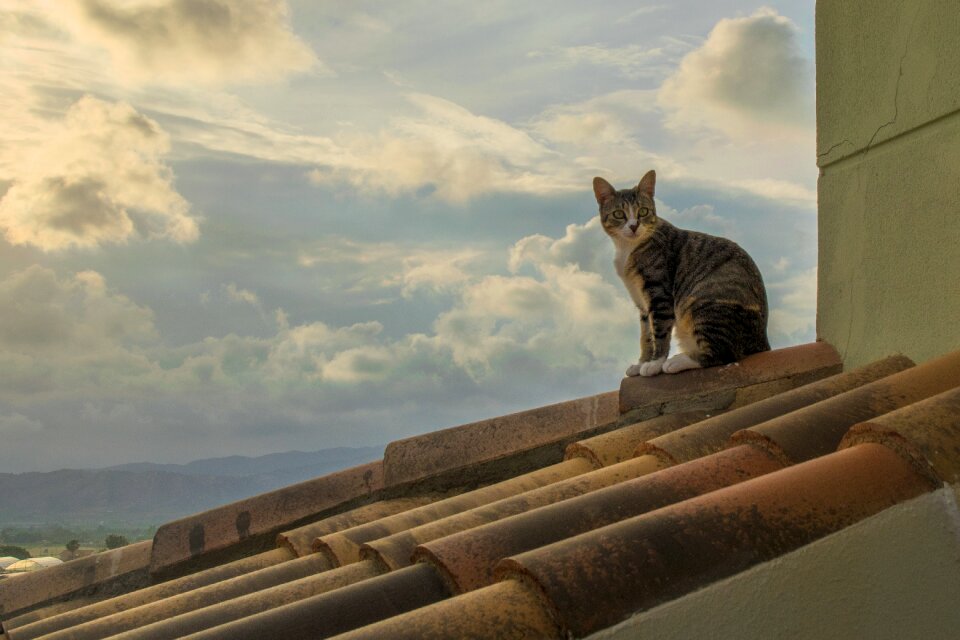 Cat sunset roof