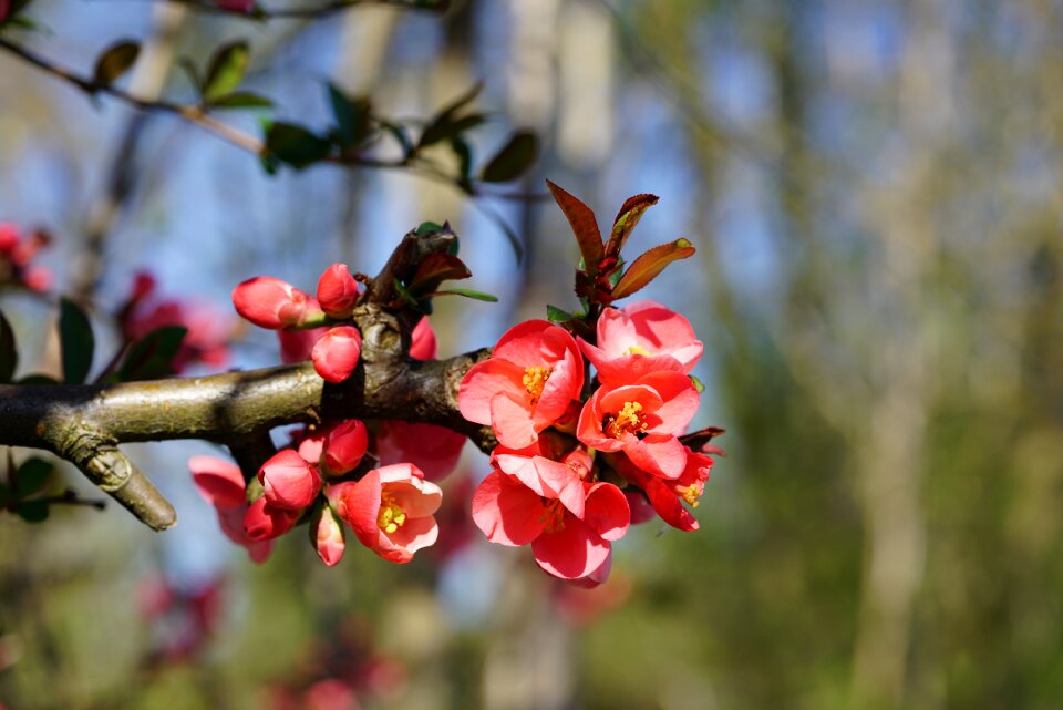 Orange red orange ornamental quince
