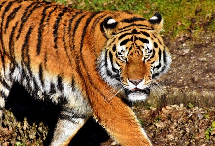 Wildcat tiger head tongue photo