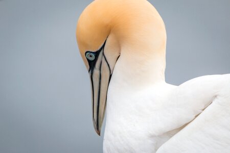 Pelecaniformes bird nature