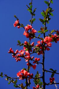 Bill quince flowers red