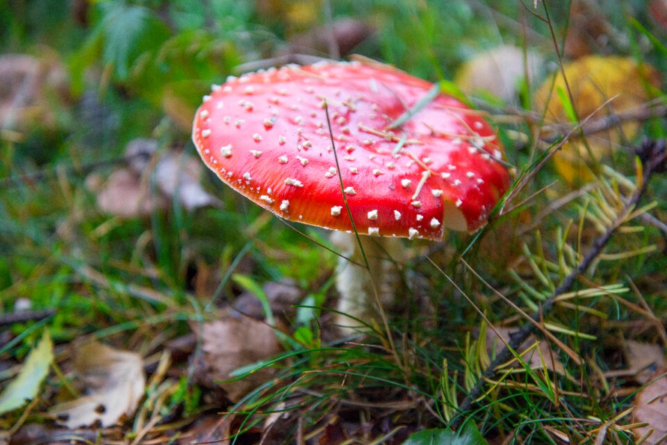 Forest autumn nature
