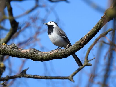 Bird branch songbird