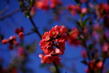 Orange red orange ornamental quince photo