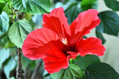 Hawaiian hibiscus screen and no change fire phone