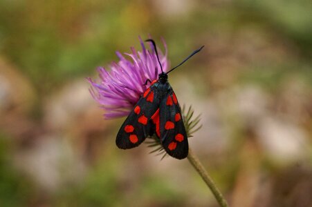Variable burnet insect flower