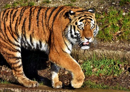 Wildcat tiger head tongue photo