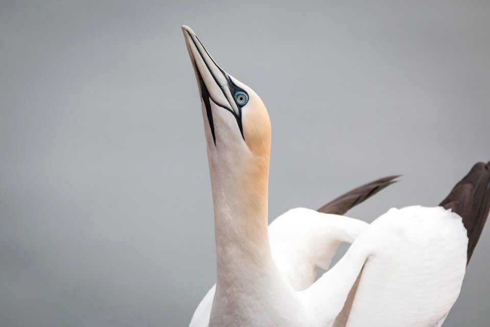 Pelecaniformes bird nature
