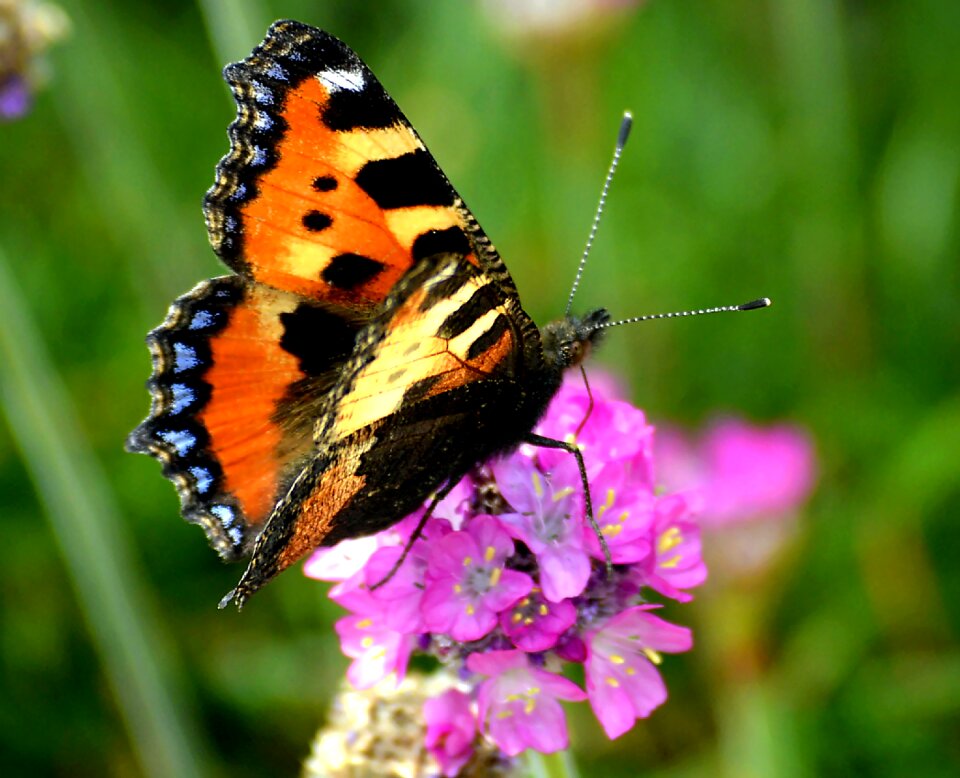 Butterflies color insect
